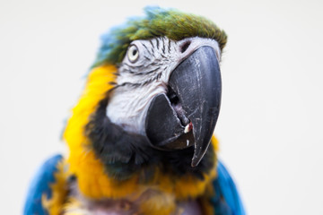 Macaw or parrot, a tropical bird with yellow and blue feathers and a large, strong black beak.