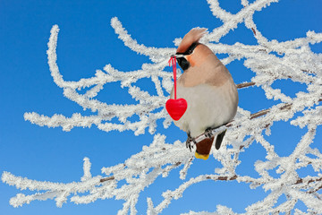 Waxwing on a branch holding in its beak a red heart