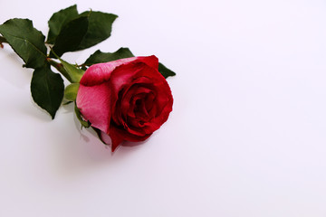 Red rose in the corner on a white background