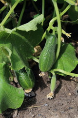 Obraz premium Green cucumber in the garden
