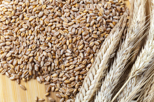ears of wheat grain 
