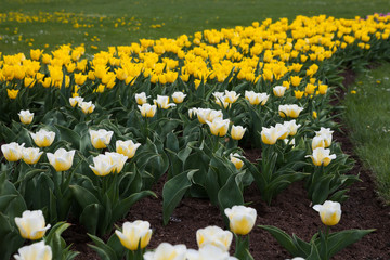 Fototapeta premium Beautiful white and yellow tulips. Summer garden landscape design.