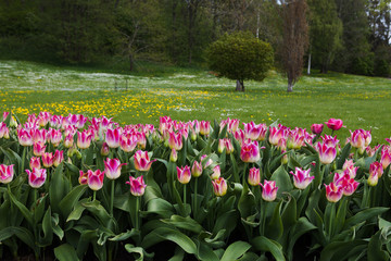 Beautiful violet and white tulips. Summer garden landscape design.