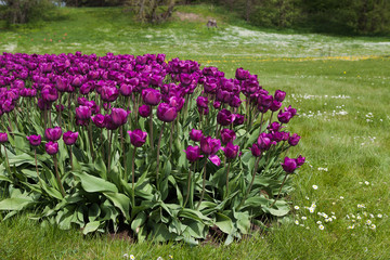 Beautiful violet tulips. Summer garden landscape design.