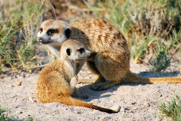 Fototapeta premium Cute Meerkats in Botswana
