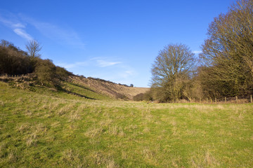 grazing pasture with trees