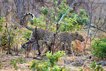Amazing Leopard in Namibia