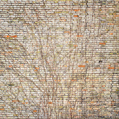 Ivy on colorful brick wall, without leaves