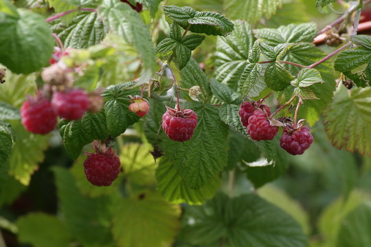 Raspberry bush in the garden