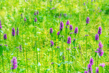 Obraz premium Marsh woundwort (Stachys palustris) pink flowers