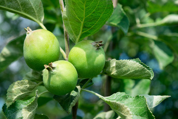 Three small apple growing on a branch.
