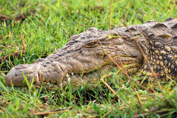 Resting Crocodile in the Chobe National Park