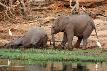 Playing little elephants in Botswana