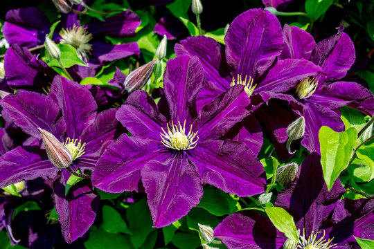 Many large purple clematis flowers on a background of green leaves. Close-up.