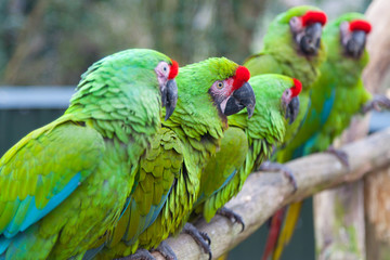Military macaws, green with red polls, perched in a row.