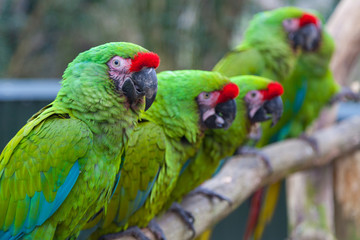 Military macaws, green with red polls, perched in a row.