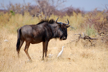 Naklejka na ściany i meble Wildebeest in the Etosha National Park