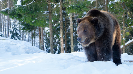 Obraz na płótnie Canvas brown bear in the reserve