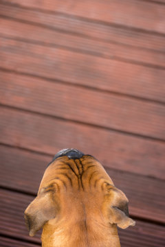 Top view of german boxer head. From animal point of view. Shallow depth of field portrait with wooden background.