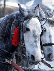 Horse head closeup