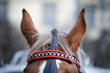 Horse head closeup