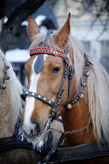 Horse head closeup