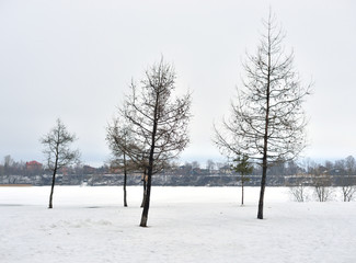 Winter landscape with trees.