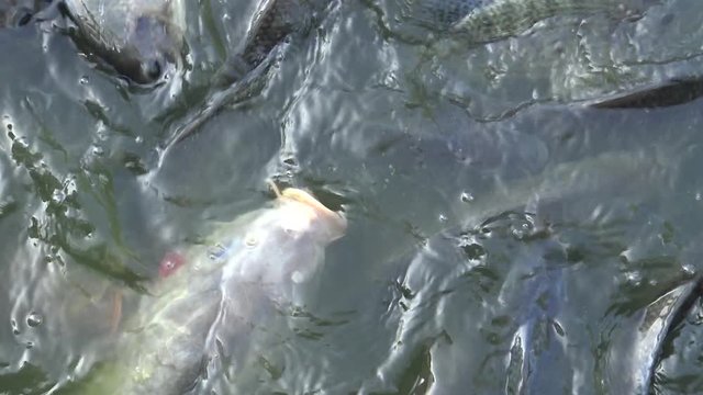 4K People feeding many Koi carp and comun carp in the pond, the fish swam to the surface of the water and grab the food in Taiwan-Dan
