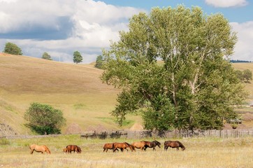 Fototapeta na wymiar Landscape horse