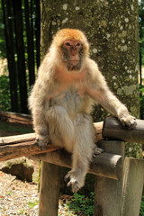 Ein Berberaffe auf einem Zaun