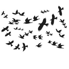 Obraz na płótnie Canvas Silhouette Black Fly Birds. Vector