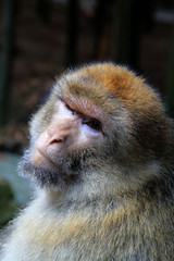 Ein kuckender Berberaffe