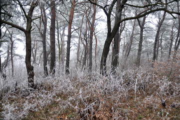 Winter landscape in mountains with frost, dry grass and pine trees