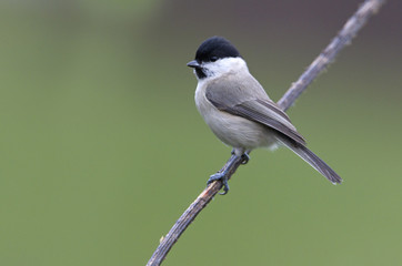 Marsh tit. Poecile palustris