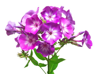 Beautiful branch of phlox flowers with leafs isolated on white b