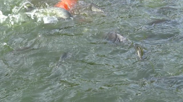 4K People feeding many Koi carp and comun carp in the pond, the fish swam to the surface of the water and grab the food in Taiwan-Dan