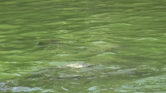 4K People feeding many Koi carp and comun carp in the pond, the fish swam to the surface of the water and grab the food in Taiwan-Dan