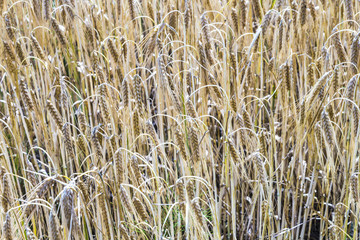 pattern of ripe corn in corn field in detail