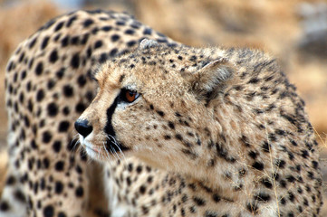 Wonderful Cheetah in Namibia