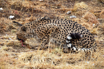 Eating Cheetah in Namibia