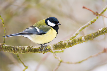 Great tit bird sitting on a tree