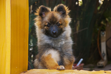 Cachorro de perro pomerania en jardín