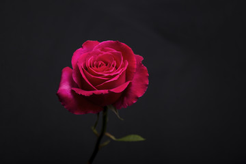 rose on a dark gray