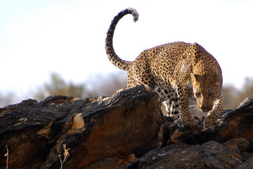 Wild Leopard in Namibia