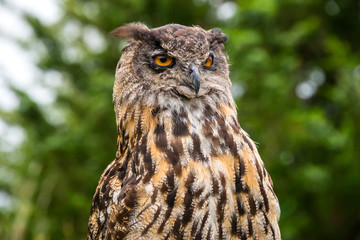 Great Horned Owl