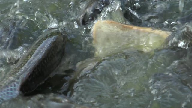 4K People feeding many Koi carp and comun carp in the pond, the fish swam to the surface of the water and grab the food in Taiwan-Dan