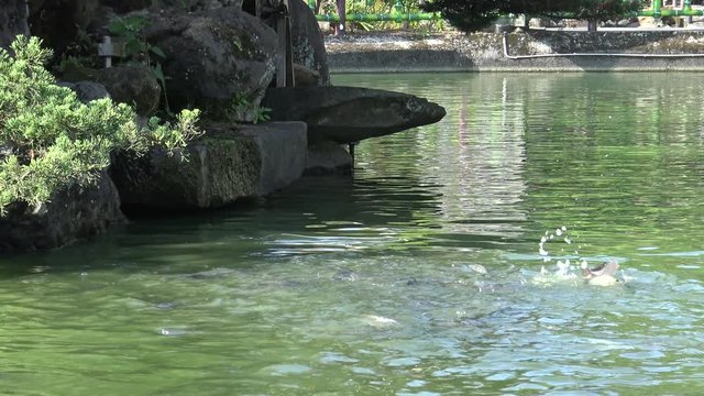 4K People feeding many Koi carp and comun carp in the pond, the fish swam to the surface of the water and grab the food in Taiwan-Dan