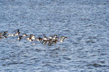 Flock of oyster catchers seabirds