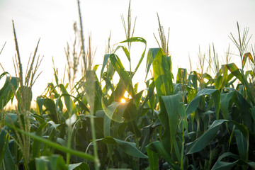milho planta&ccedil;&atilde;o