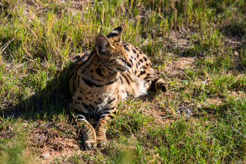 Serval